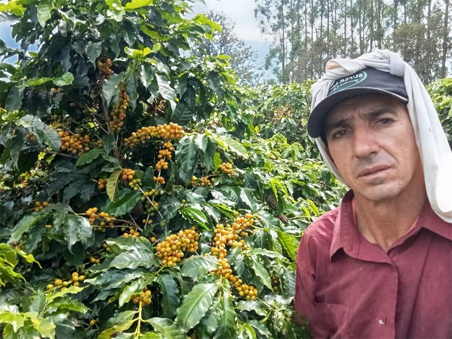 Reginaldo Oliveira no cafezal